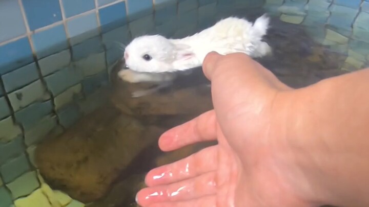 Mengagetkan! Kelinci Nyebur dan Berenang