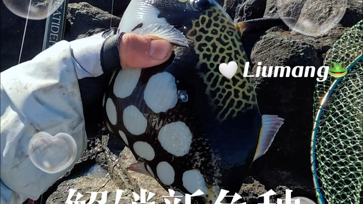 Dream fishing spot unlocks a new fish species, said to be worth more than the Yellow Croaker of the 