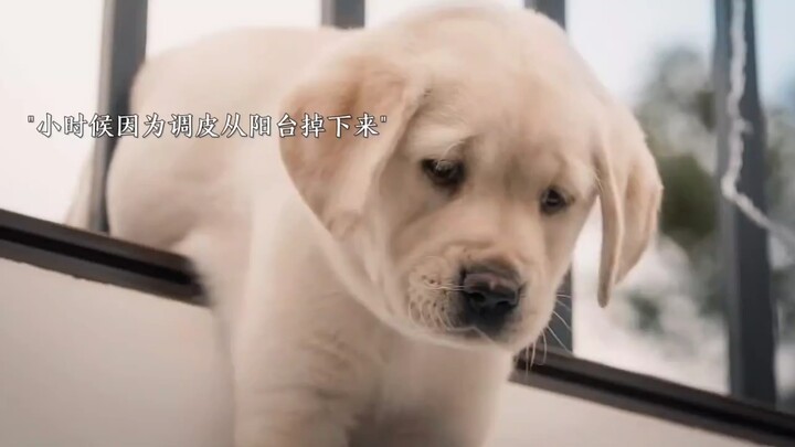 You saved my life, and I’ll protect you for a lifetime. The little dog’s love for you will always be