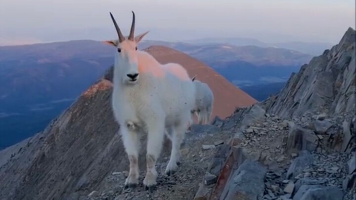 The Escaped Beasts from the Classic of Mountains and Seas