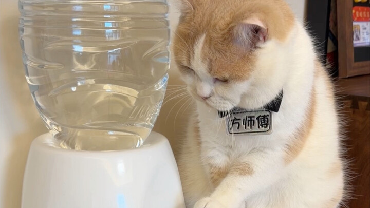 Con người đã hành hạ một chú mèo suốt gần bốn tháng rồi!