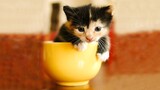 Video Kucing Lucu Bikin Ngakak : Kucing Yang Lucu Sekali Di Dunia | Video Hewan Lucu