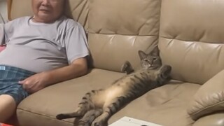 “Some cats already think of themselves as humans!”
