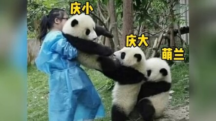 مِنغ لان: طبعًا أنا من يحمي أخي الصغير!