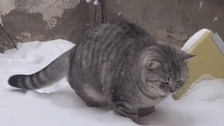 القطة الجنوبية الصغيرة ترى الثلج لأول مرة