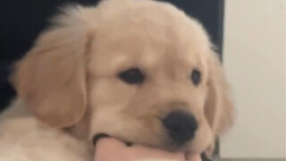 أمي وضعت قدمها هنا لكي أعضها! ماذا هناك؟