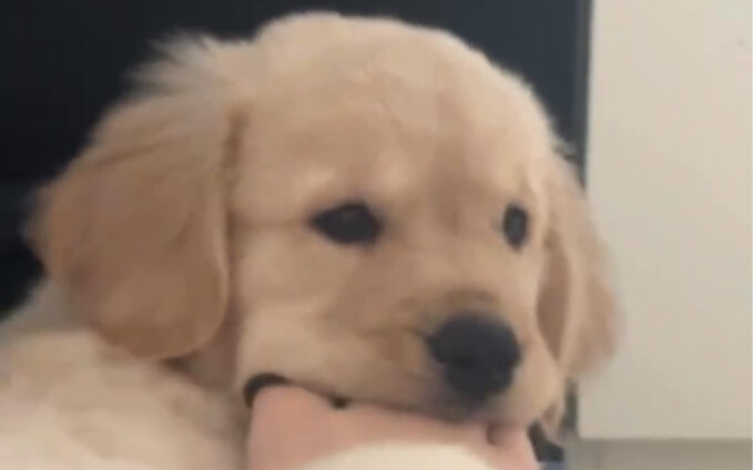 أمي وضعت قدمها هنا لكي أعضها! ماذا هناك؟