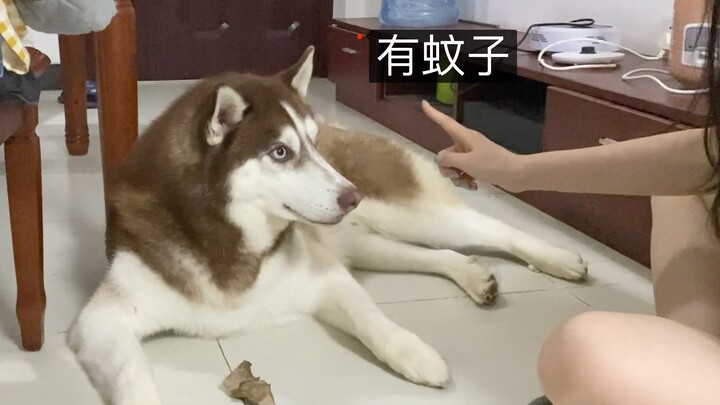 Berpura-pura ada nyamuk, lalu sengaja memukul tubuh si anjing Husky—bagaimana reaksinya?
