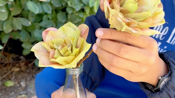 The Chinese scholar tree, also known as the money tree, has seeds that can be used to make prayer be