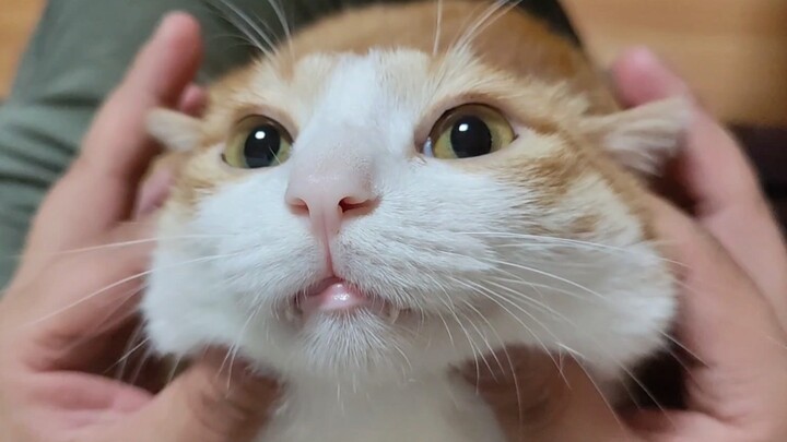 Cat: I clearly hate this man, yet I can’t live without him… So mushy!