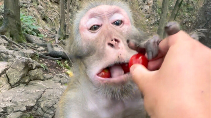 Monkey Brother: S-to-P! S-to-P! I can’t swallow it anymore!