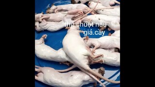 Chuột đồng nấu giả cầy thơm ngon tuyệt vời luôn