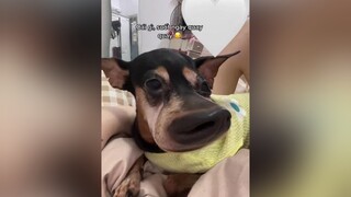 Filter đôi bạn thưn fyp trending xuhuong thucung thúcưng chó_cưng chó xuhuongtiktok pet dog dogsoftiktok doglove