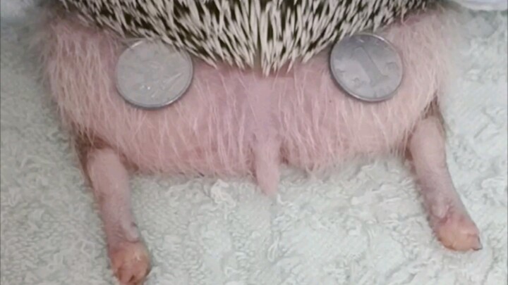 【القنفذ】هذا الأريكة تتسع لعملتين معدنيتين!