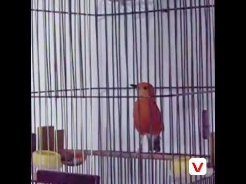 Terapi pancingan suara anis merah yang macet bunyi setelah mabung