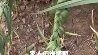 بعد أن رأت الجدة ذلك، غضبت بشدة وضربت أخيها الصغير ضربًا مبرحًا ههههه