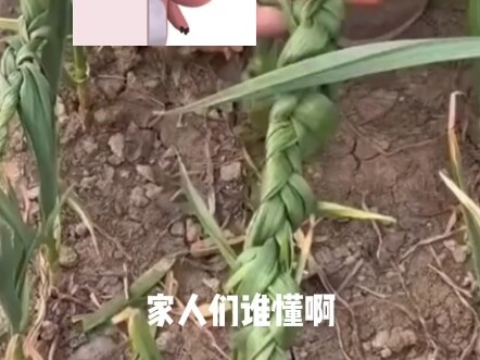 Bà nội thấy xong rất tức giận, đánh cho em trai một trận no đòn ha ha ha