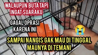 Anak Kucing Buta Ini Tahu Sama Yang Menolongnya Saat Di Kunjungi Di Klinik | Cats Lovers Tv Berbagi