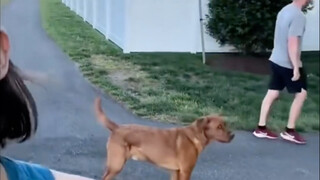 Pilihan tersulit dalam hidup anjing ini, tidak bisa tenang meninggalkan keduanya