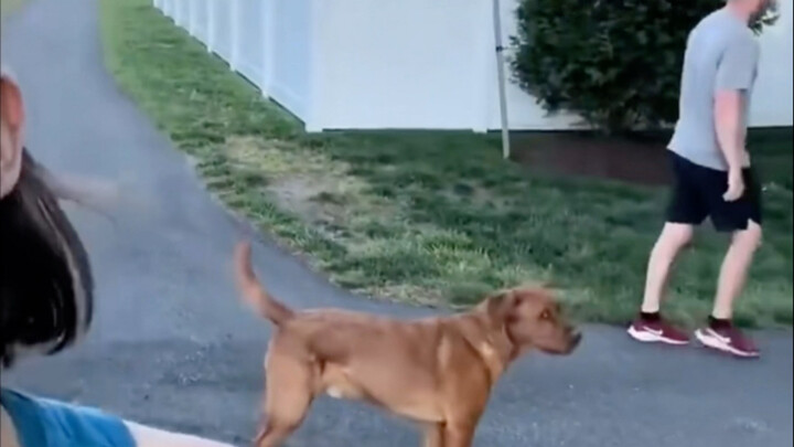 狗子这辈子最艰难的选择，两个都放不心不下