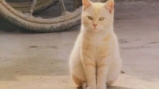 Con mèo này mới quá
