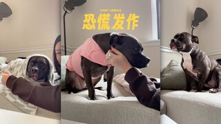 狗狗也会恐慌发作😳