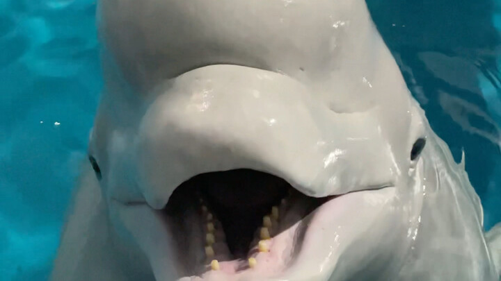 เสี่ยวเฮยยอมไม่ได้เลยสักนิดเดียวว่าจะถูกเอาเปรียบ