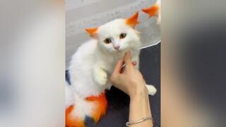Ngoài khám TYMĐ chúng tôi còn các dịch vụ spa nhé khách iu xuhuong phongkhamthuymydinh DieuNhay10XTuTin chamsocthucung thucung