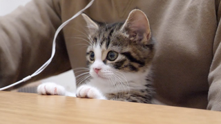 Kitty Coco is interrupting my work