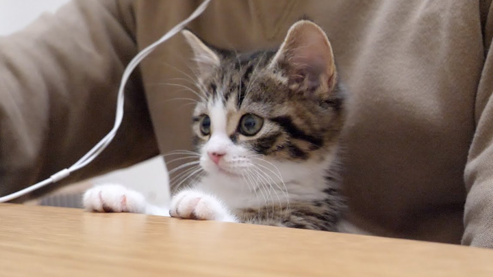 القطة الصغيرة كوكو تُعطل عملي