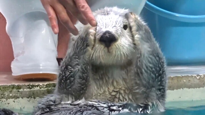 Rái cá biển: Cứu với! Tôi sắp bị rụng lông mất rồi!