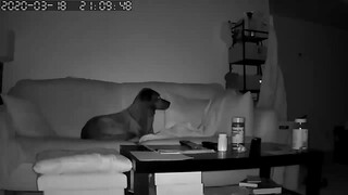狗子第一次经历地震……