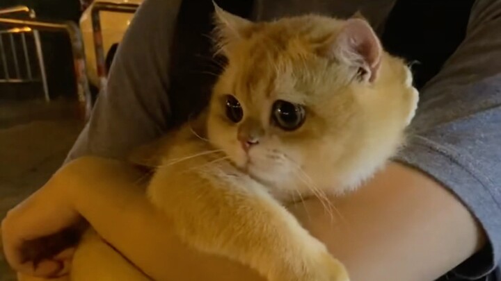 “Ternyata kucing juga bisa minder bersosialisasi!”