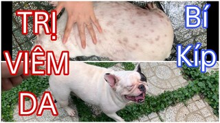 Cách trị xà mâu ghẻ nấm viêm da ở chó mèo bằng sữa tắm