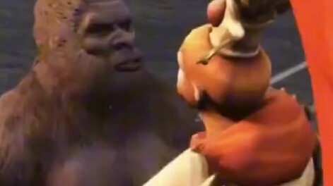 Monkey King beats little Grigio