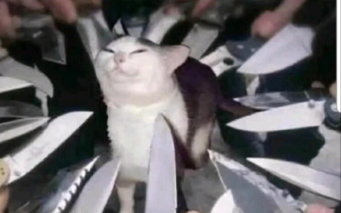 Let’s share some cat meme images!