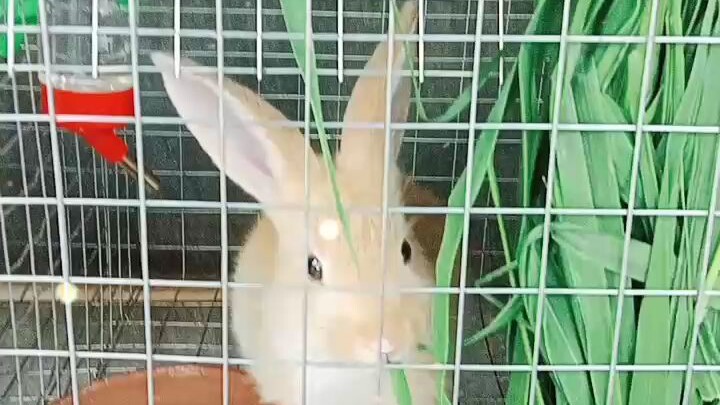 My Rabbit Eating Time