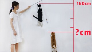 猫咪跳高大赛！短腿猫VS田园猫，没有对比就没有伤害！【花花与三猫】