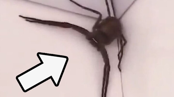 Is this seriously a spider??!!
