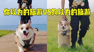 What you think of traveling with a dog VS what dogs think of traveling