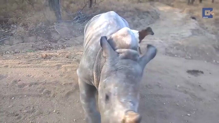 The little rhino has always believed it was a goat.