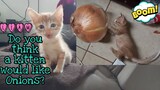 Funny Kitten playing Onion