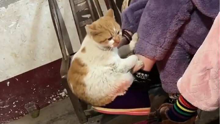 My cat says it’s all staged.