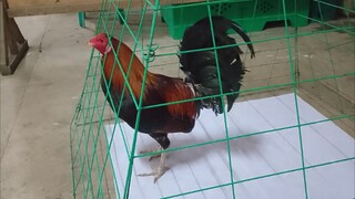 second figth sa cainta cockpit arena win mayahin vs alimbuyugin champion