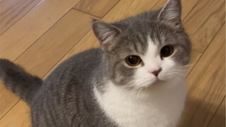 สิ่งเล็กๆ ที่แมวสอนฉัน