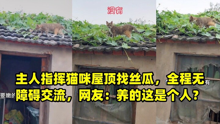 Owner directs cat to hunt for loofah on the roof—communication flows seamlessly the whole time. Neti