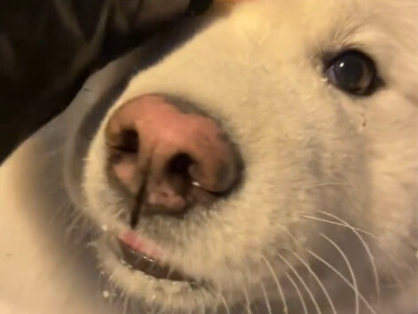 ซาโอมาย นิสัยหมาขี้ประจบ แค่ทักทายหน่อยเดียวก็รีบวิ่งมาให้คุณลูบแล้ว!