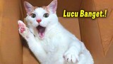 HEBAT KALO GA KETAWA.!🤣 8 Menit Video Kucing Lucu Banget Bikin Ngakak ~ Kucing Lucu Tiktok