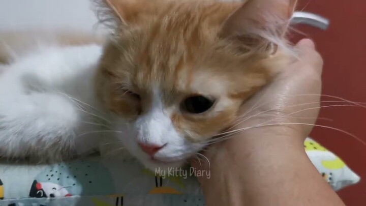 KUCING NGEONG MANJA MINTA DIBELAI