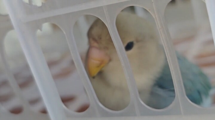 The Bad Bird That Attacks Passersby